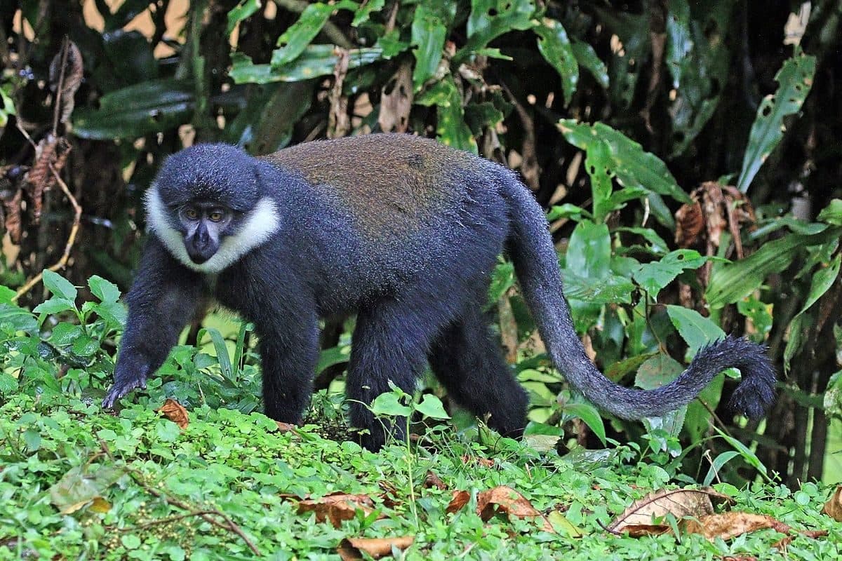 L'Hoest's monkey in the forest