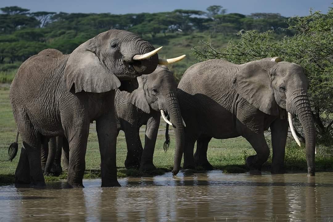 African elephants in the savannah