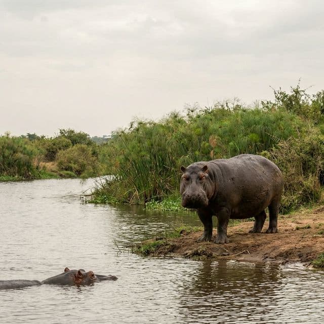 Hippos resting in Akagera National Park