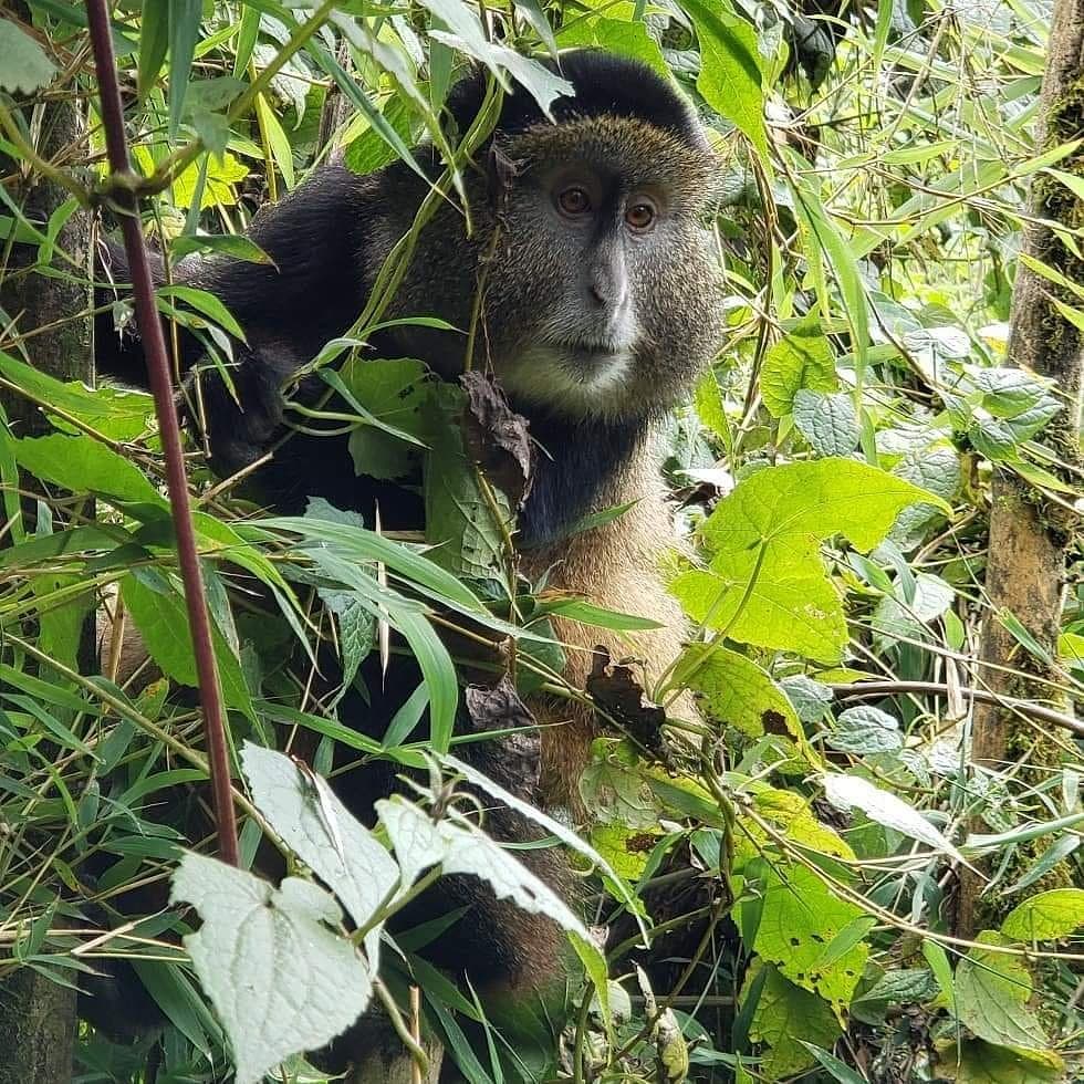 Golden monkeys in bamboo forest
