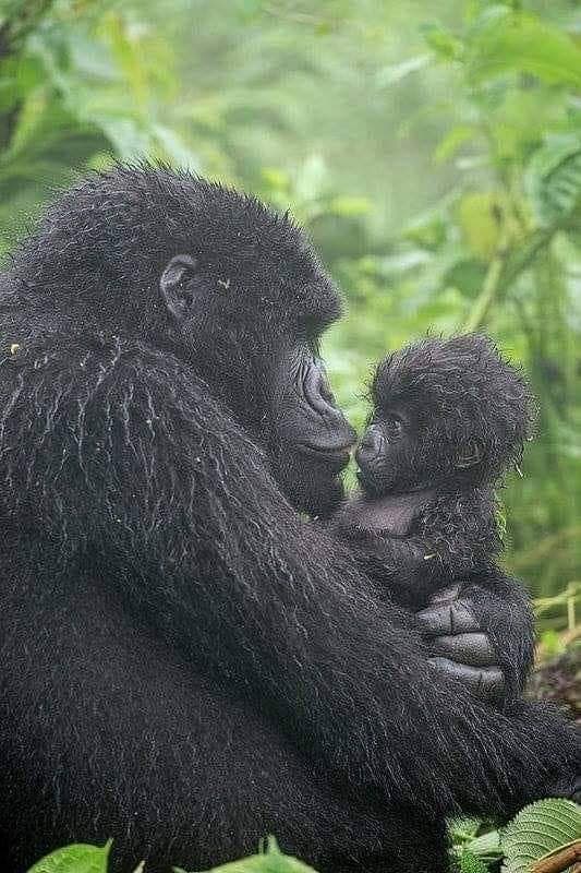 Gorilla mother and infant