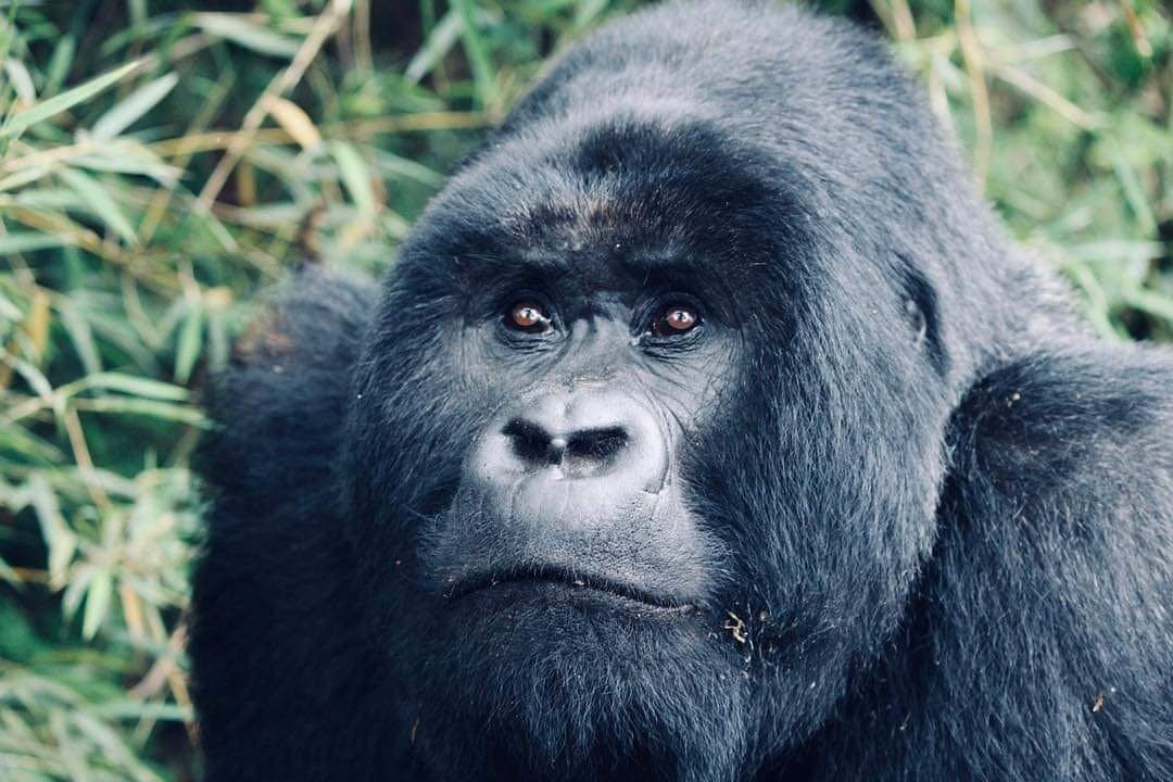 Mountain gorilla in Volcanoes National Park