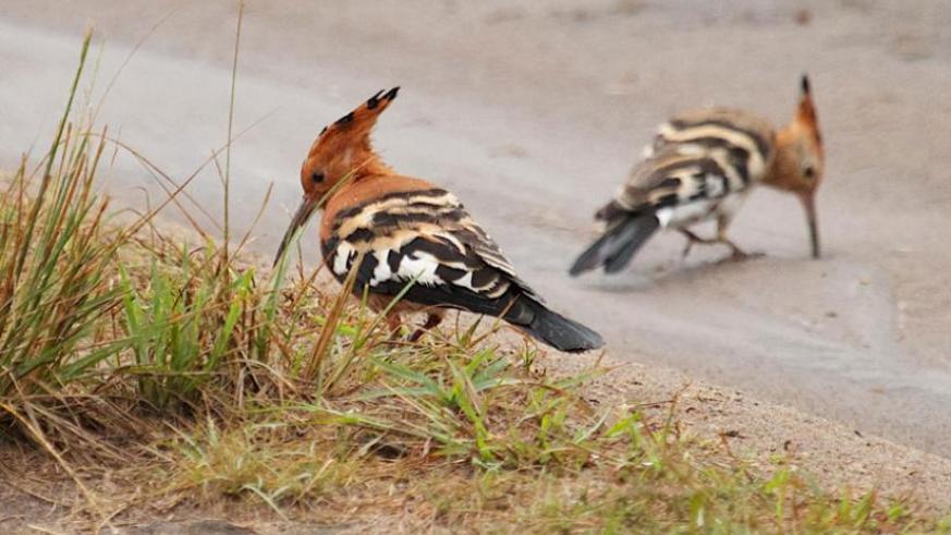 Birding in Rwanda  -Nyungwe National Park 