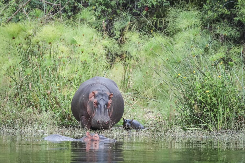 Visit-Rwanda-Akagera-Hippo-Family-1920x1280