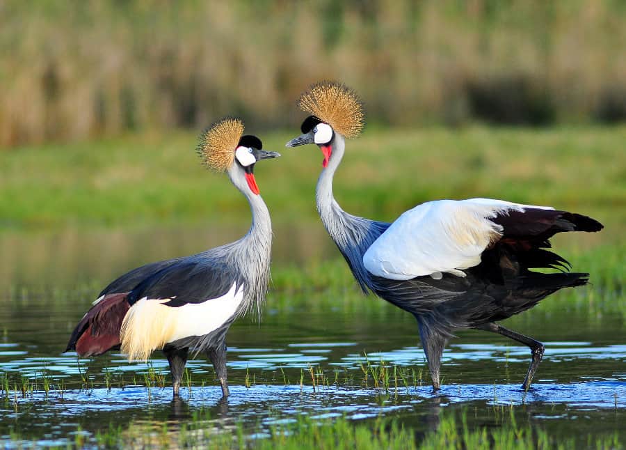 grey-crowned-cranes-in-love-1