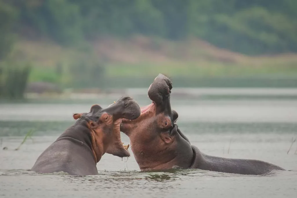 Kazinga Channel - Hippo Hotspot