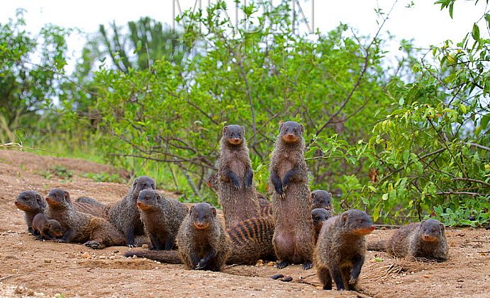 Mweya Peninsula | Queen Elizabeth National Park mongoose